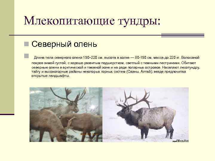 Млекопитающие тундры: n Северный олень n Длина тела северного оленя 150– 220 см, высота