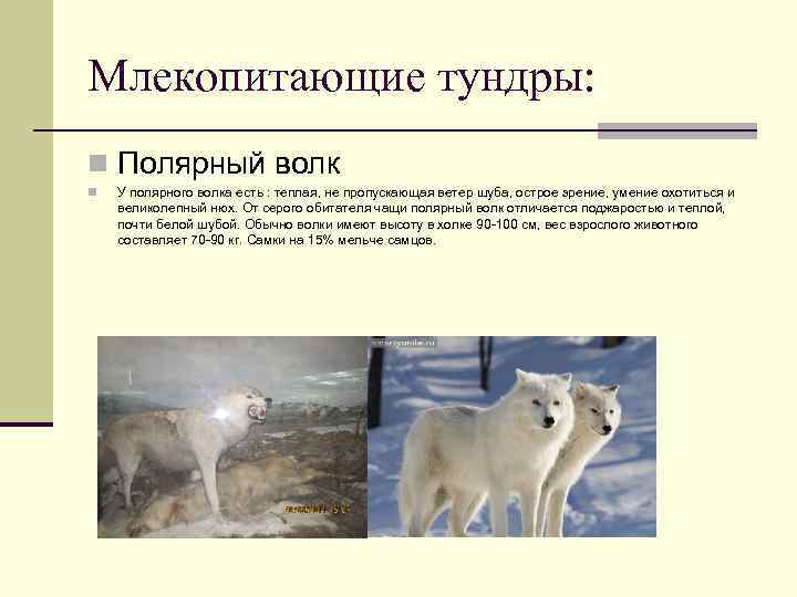 Млекопитающие тундры: n Полярный волк n У полярного волка есть : теплая, не пропускающая