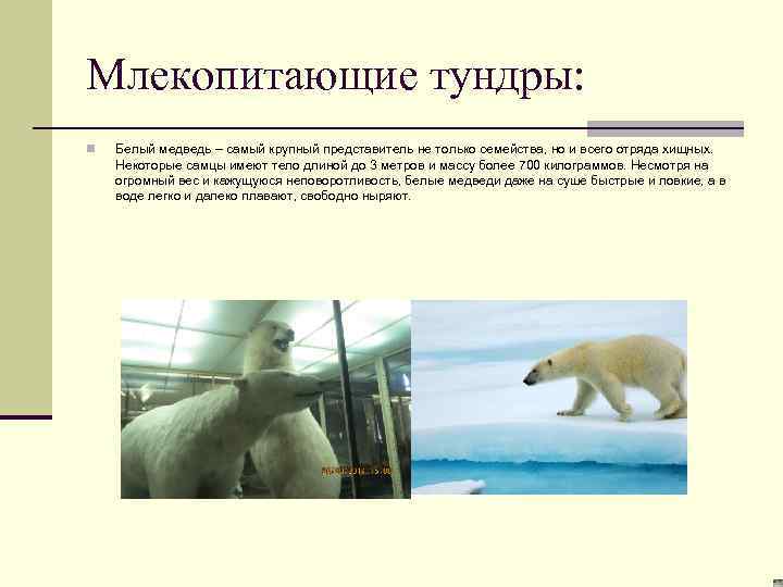Млекопитающие тундры: n Белый медведь – самый крупный представитель не только семейства, но и