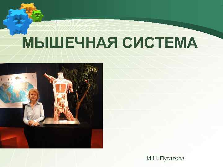 МЫШЕЧНАЯ СИСТЕМА И. Н. Путалова 