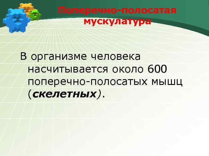 Поперечно-полосатая мускулатура В организме человека насчитывается около 600 поперечно-полосатых мышц (скелетных). 
