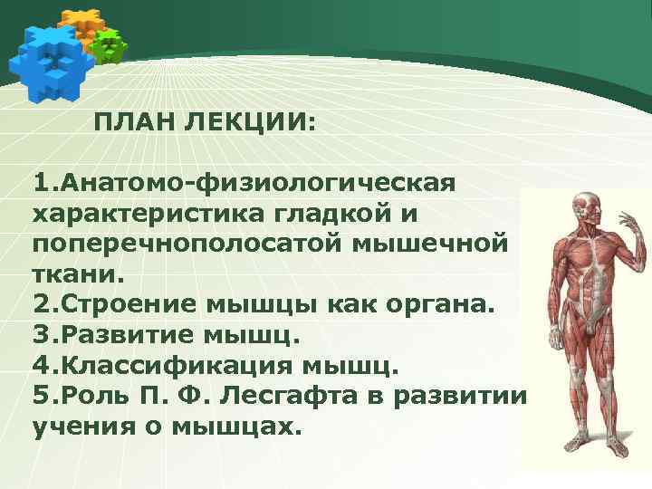 ПЛАН ЛЕКЦИИ: 1. Анатомо-физиологическая характеристика гладкой и поперечнополосатой мышечной ткани. 2. Строение мышцы как