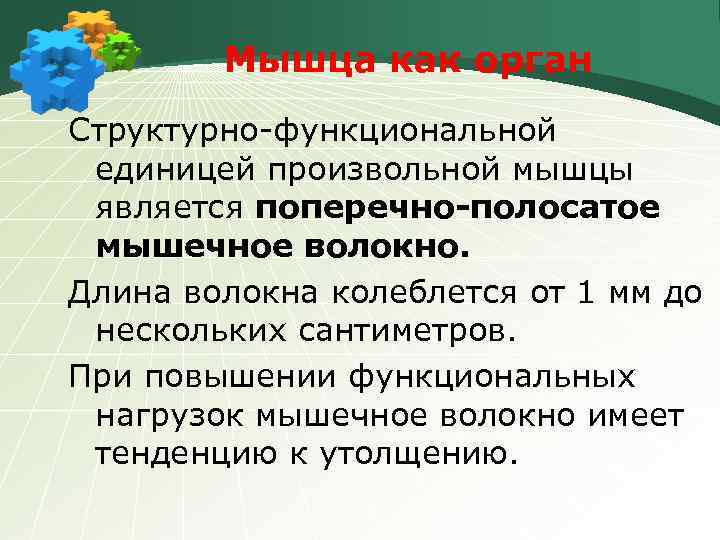 Мышца как орган Структурно-функциональной единицей произвольной мышцы является поперечно-полосатое мышечное волокно. Длина волокна колеблется