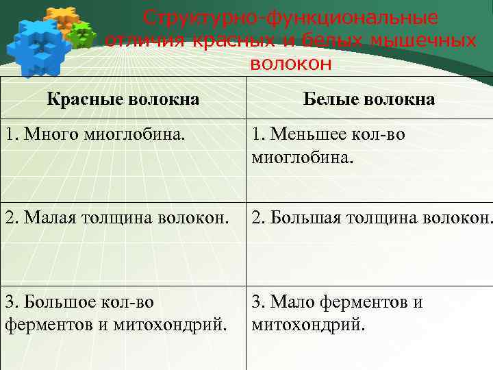Структурно-функциональные отличия красных и белых мышечных волокон Красные волокна Белые волокна 1. Много миоглобина.