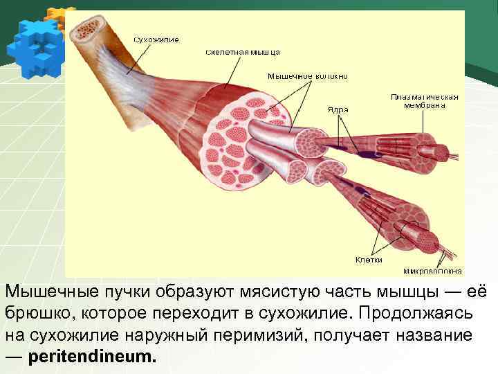Мышечные пучки образуют мясистую часть мышцы ― её брюшко, которое переходит в сухожилие. Продолжаясь