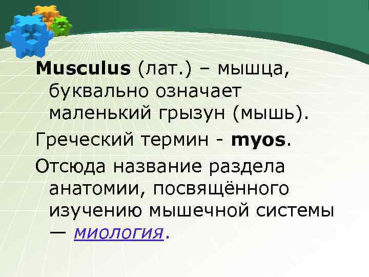 Musculus (лат. ) – мышца, буквально означает маленький грызун (мышь). Греческий термин - myos.