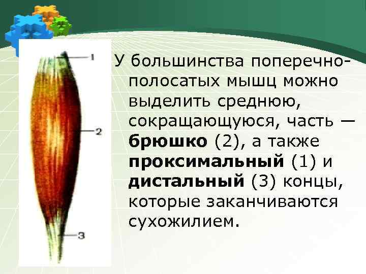У большинства поперечнополосатых мышц можно выделить среднюю, сокращающуюся, часть ― брюшко (2), а также