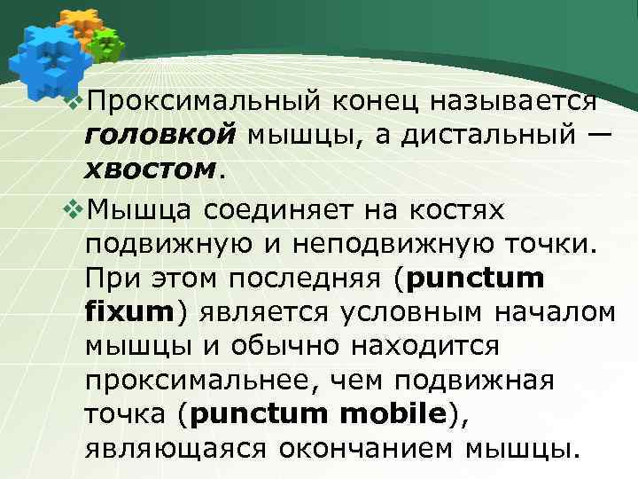 v. Проксимальный конец называется головкой мышцы, а дистальный ― хвостом. v. Мышца соединяет на