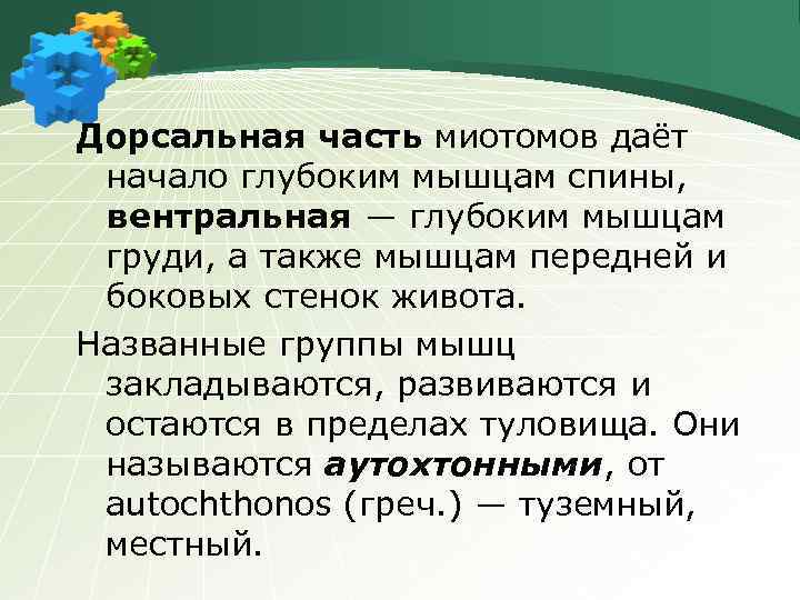Дорсальная часть миотомов даёт начало глубоким мышцам спины, вентральная ― глубоким мышцам груди, а