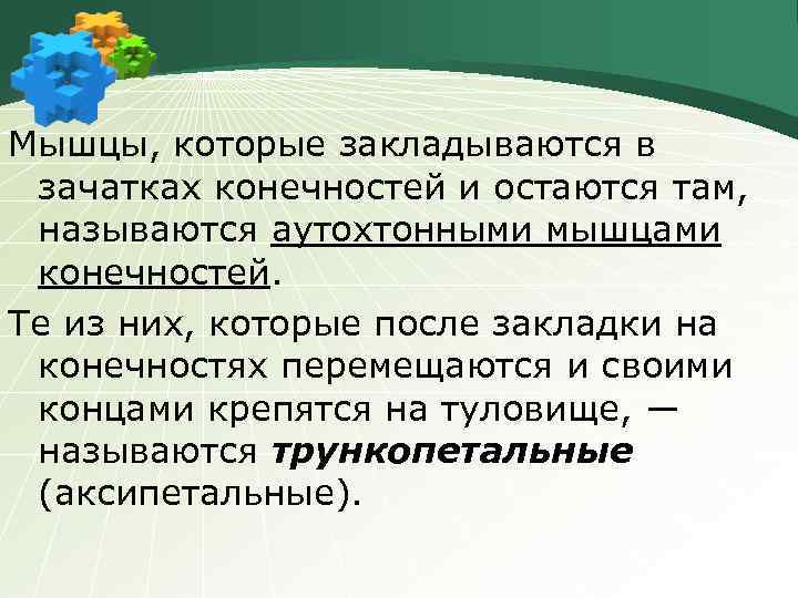 Мышцы, которые закладываются в зачатках конечностей и остаются там, называются аутохтонными мышцами конечностей. Те