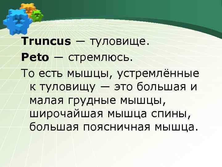 Truncus ― туловище. Peto ― стремлюсь. То есть мышцы, устремлённые к туловищу ― это