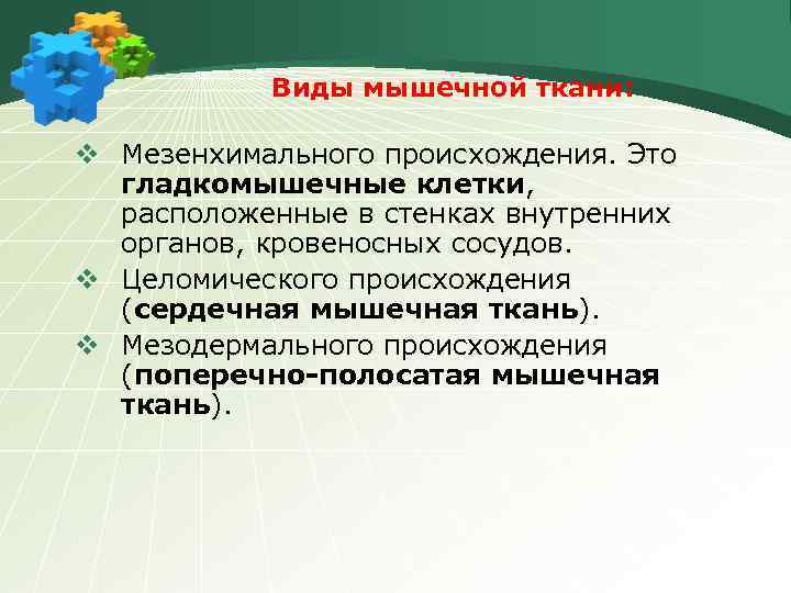 Виды мышечной ткани: v Мезенхимального происхождения. Это гладкомышечные клетки, расположенные в стенках внутренних органов,