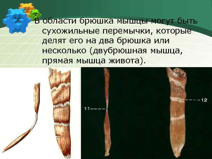 В области брюшка мышцы могут быть сухожильные перемычки, которые делят его на два брюшка