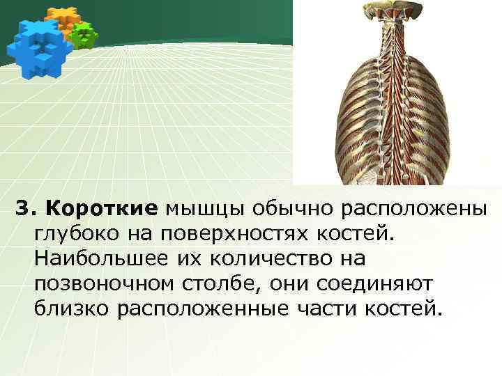 3. Короткие мышцы обычно расположены глубоко на поверхностях костей. Наибольшее их количество на позвоночном