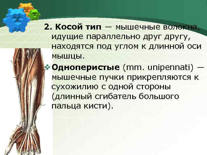 2. Косой тип ― мышечные волокна, идущие параллельно другу, находятся под углом к длинной