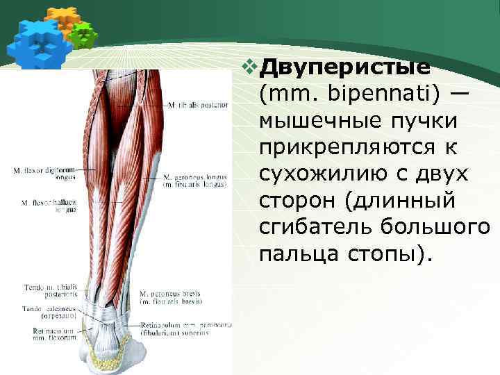 v. Двуперистые (mm. bipennati) ― мышечные пучки прикрепляются к сухожилию с двух сторон (длинный