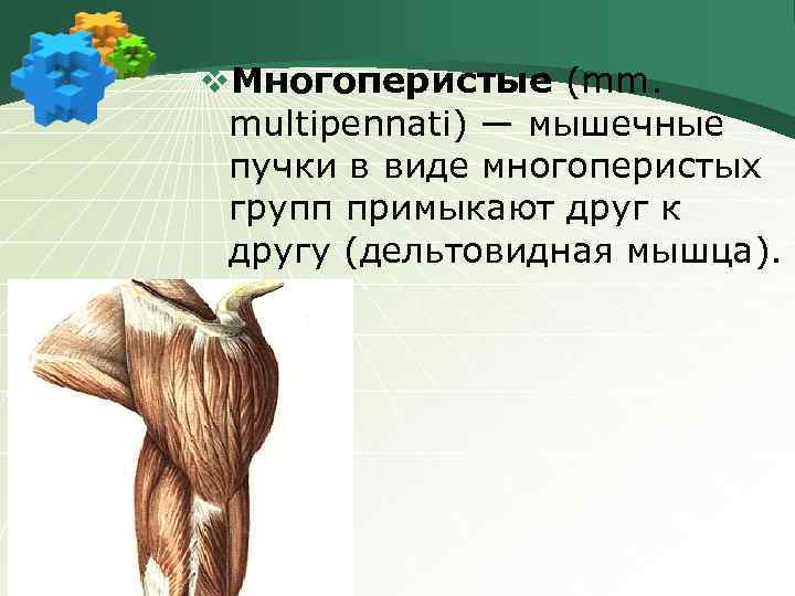 v. Многоперистые (mm. multipennati) ― мышечные пучки в виде многоперистых групп примыкают друг к