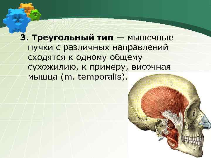 3. Треугольный тип ― мышечные пучки с различных направлений сходятся к одному общему сухожилию,