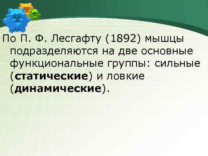 По П. Ф. Лесгафту (1892) мышцы подразделяются на две основные функциональные группы: сильные (статические)