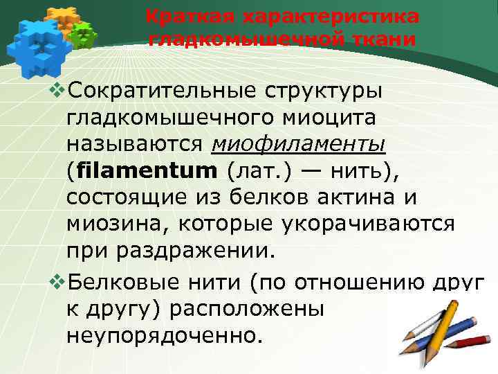 Краткая характеристика гладкомышечной ткани v. Сократительные структуры гладкомышечного миоцита называются миофиламенты (filamentum (лат. )