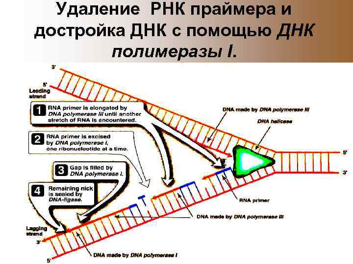 Удаление РНК праймера и достройка ДНК с помощью ДНК полимеразы I. 