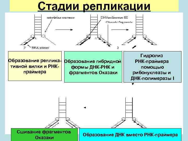 Стадии репликации Образование реплика- Образование гибридной тивной вилки и РНКформы ДНК-РНК и праймера фрагментов