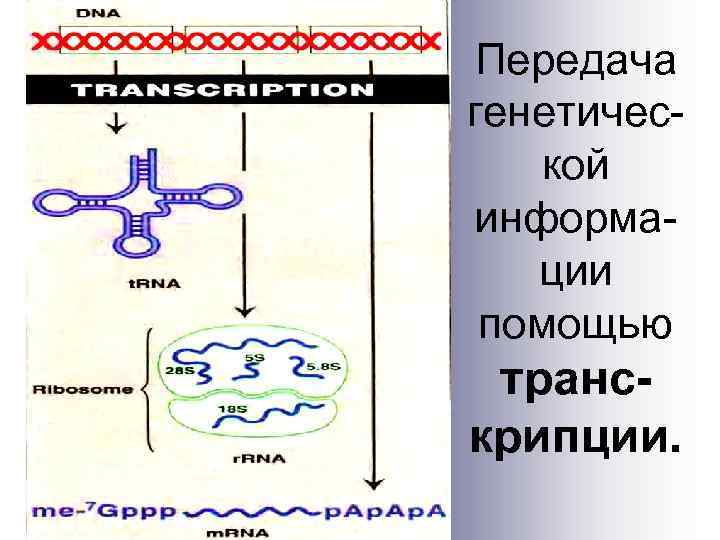 Передача генетической информации помощью транскрипции. 