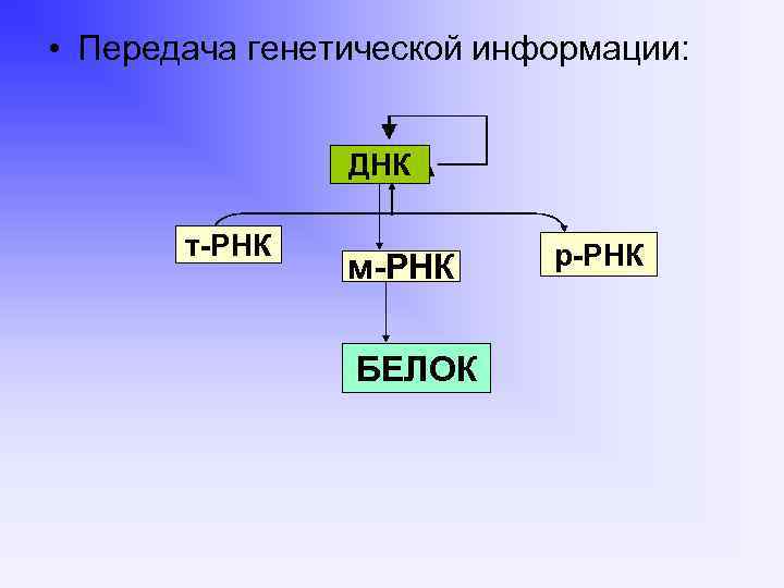  • Передача генетической информации: ДНК DNA t RNA т-РНК m RNA м-РНК protein