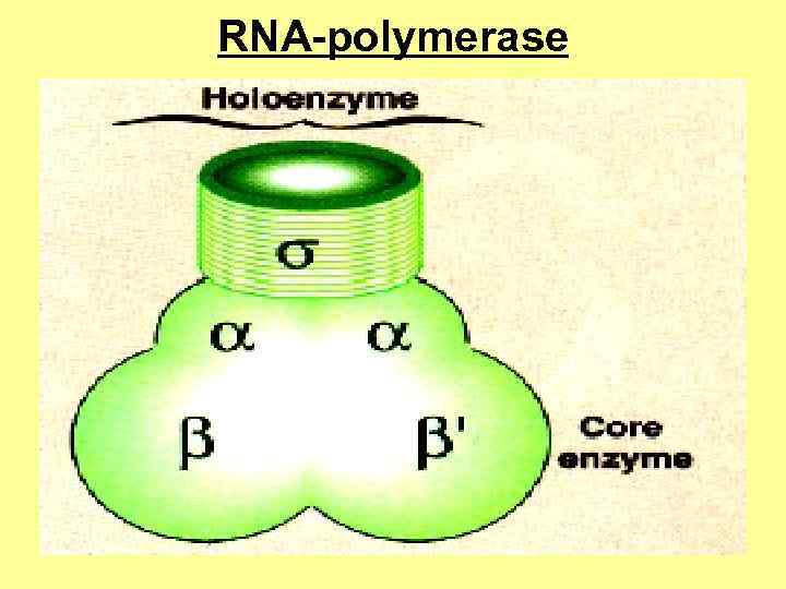 RNA-polymerase 