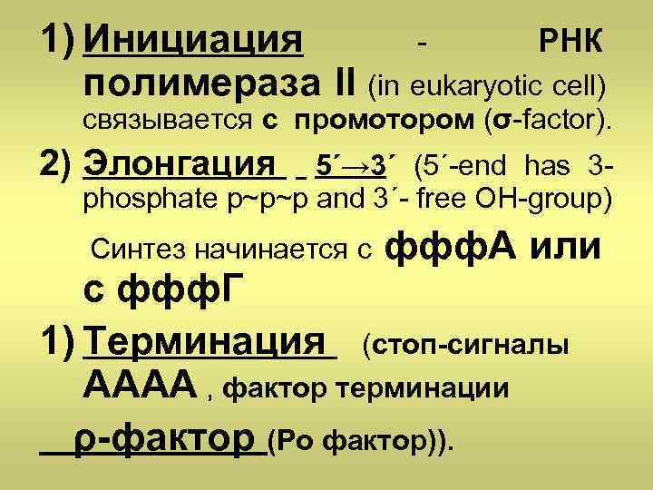 1) Инициация РНК полимераза II (in eukaryotic cell) связывается с промотором (σ-factor). 2) Элонгация