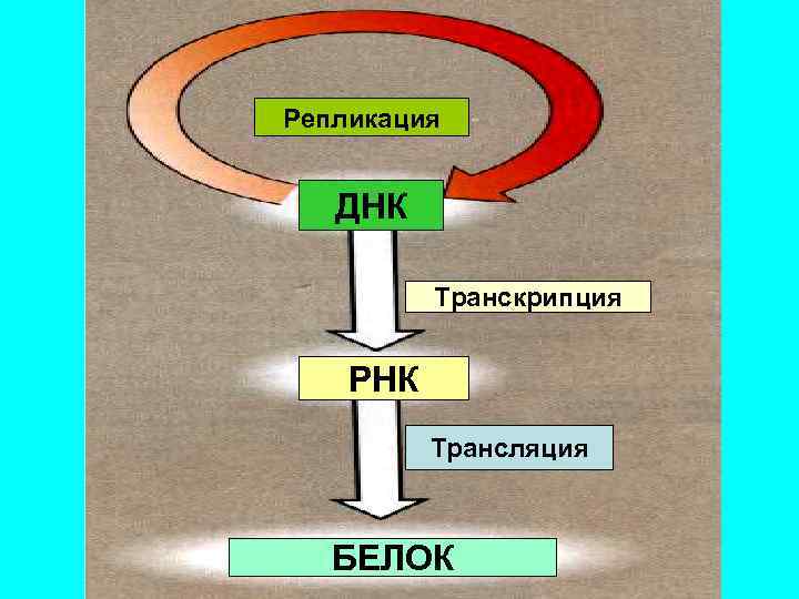 Репликация ДНК Транскрипция РНК Трансляция БЕЛОК 