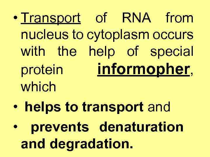  • Transport of RNA from nucleus to cytoplasm occurs with the help of
