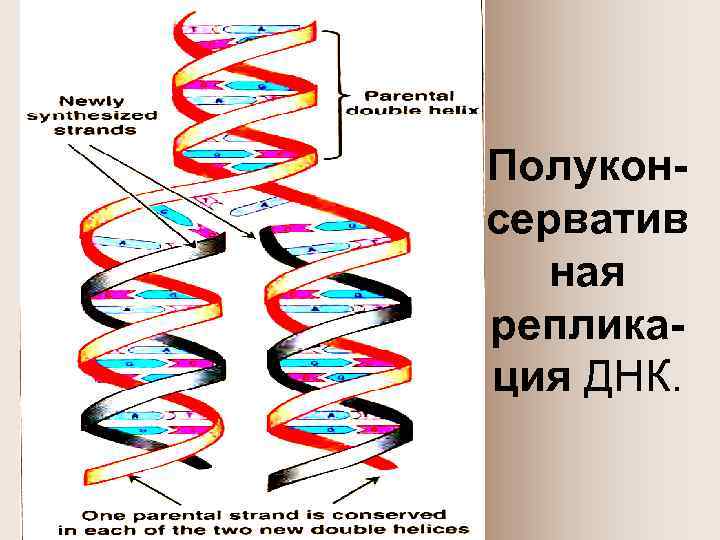 Полуконсерватив ная репликация ДНК. 