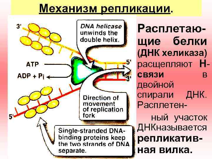 Механизм репликации. 1) Расплетающие белки (ДНК хеликаза) расщепляют Hсвязи в двойной спирали ДНК. Расплетенный