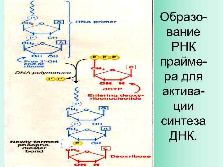 Образование РНК праймера для активации синтеза ДНК. 