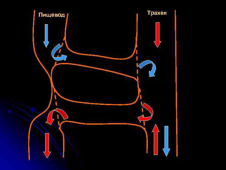 Пищевод Трахея 