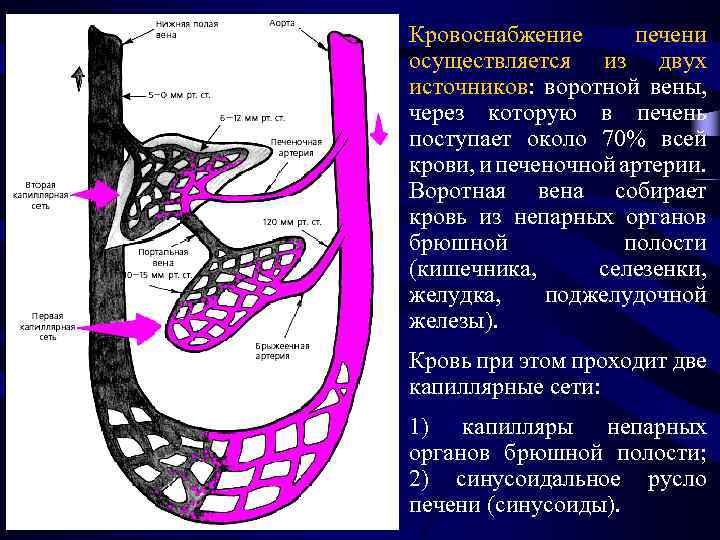 Кровоснабжение печени осуществляется из двух источников: воротной вены, через которую в печень поступает около