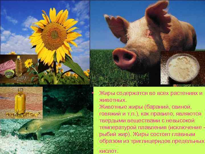  • Жиры содержатся во всех растениях и животных. Животные жиры (бараний, свиной, говяжий