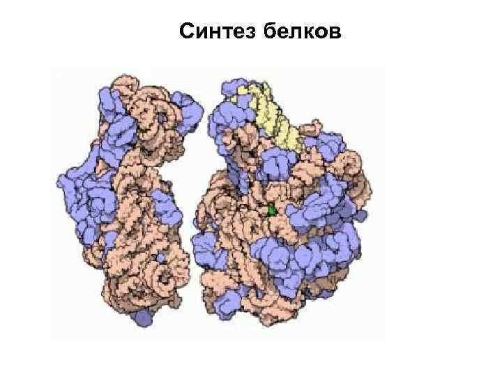 Синтез белков 
