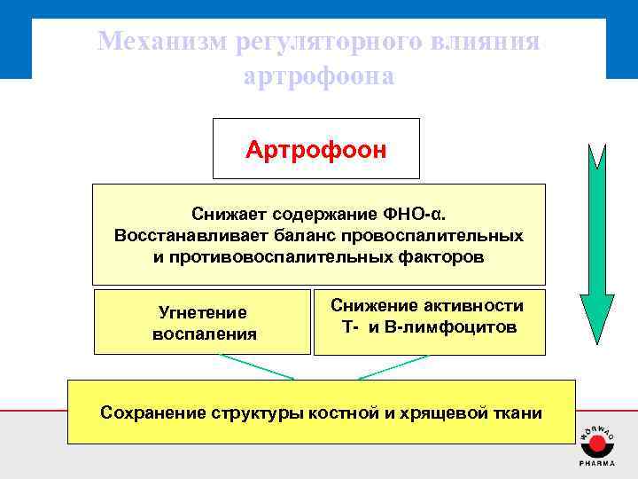 Механизм регуляторного влияния артрофоона Артрофоон Снижает содержание ФНО-α. Восстанавливает баланс провоспалительных и противовоспалительных факторов