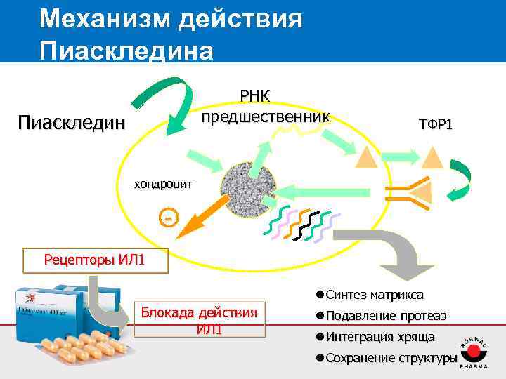 Механизм действия Пиаскледина РНК предшественник Пиаскледин ТФР 1 хондроцит Рецепторы ИЛ 1 l Синтез