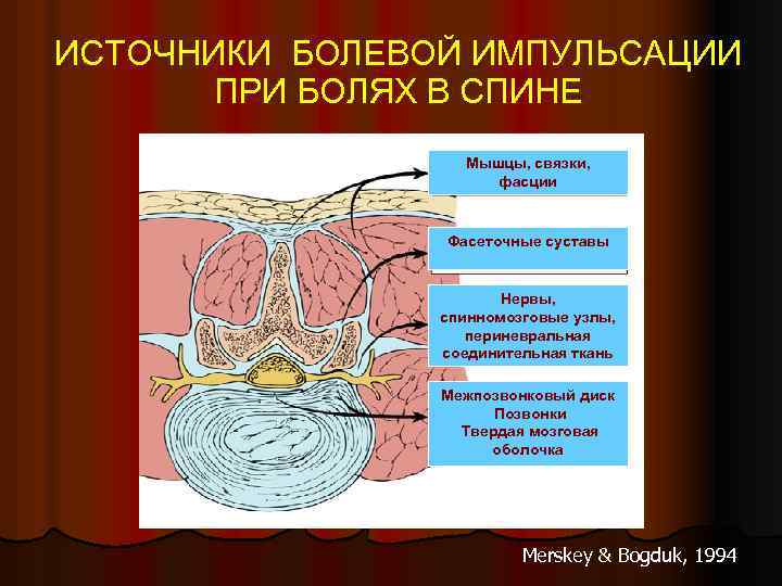 ИСТОЧНИКИ БОЛЕВОЙ ИМПУЛЬСАЦИИ ПРИ БОЛЯХ В СПИНЕ Мышцы, связки, фасции Фасеточные суставы Нервы, спинномозговые