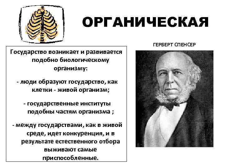 ОРГАНИЧЕСКАЯ Государство возникает и развивается подобно биологическому организму: - люди образуют государство, как клетки