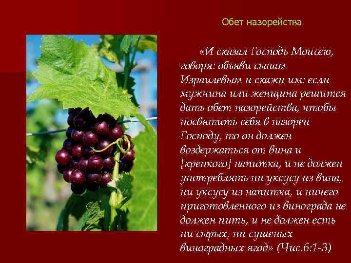 Обет назорейства «И сказал Господь Моисею, говоря: объяви сынам Израилевым и скажи им: если