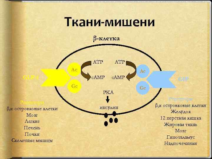 Ткани-мишени β-клетка ATP Ac c. AMP GLP-1 Gc Рецепторы β, α островковые клетки Мозг