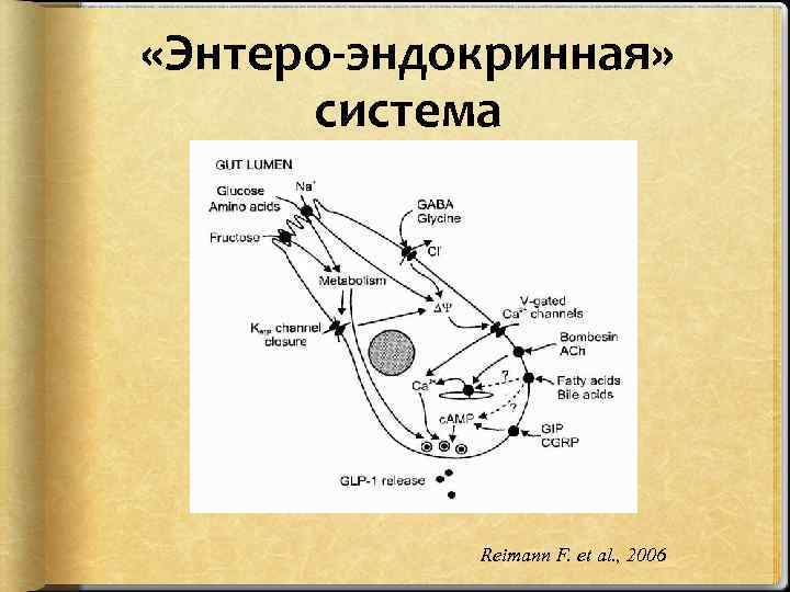  «Энтеро-эндокринная» система Reimann F. et al. , 2006 