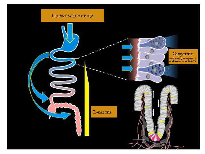 Поступление пищи Секреция ГИП/ГПП-1 L-клетка 