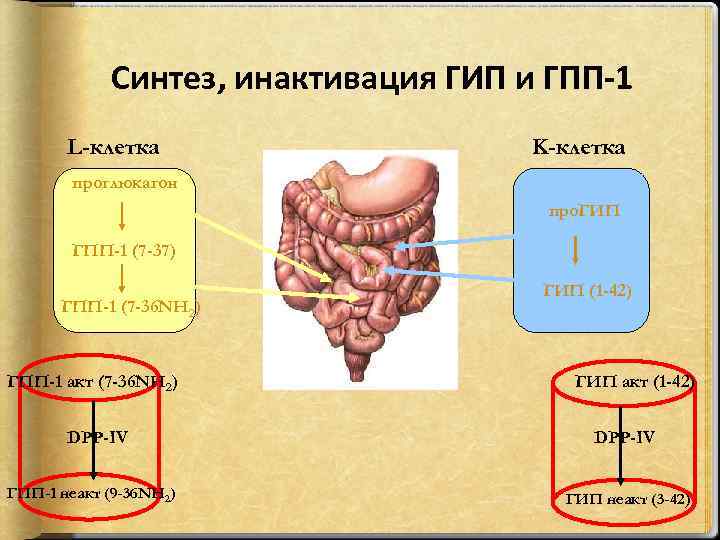 Синтез, инактивация ГИП и ГПП-1 L-клетка K-клетка проглюкагон про. ГИП ГПП-1 (7 -37) ГПП-1