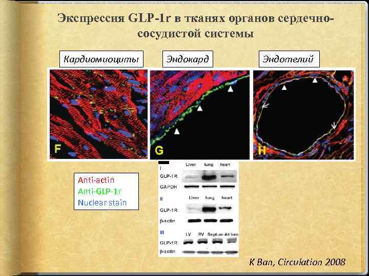 Экспрессия GLP-1 r в тканях органов сердечнососудистой системы Кардиомиоциты Эндокард Эндотелий Anti-actin Anti-GLP-1 r