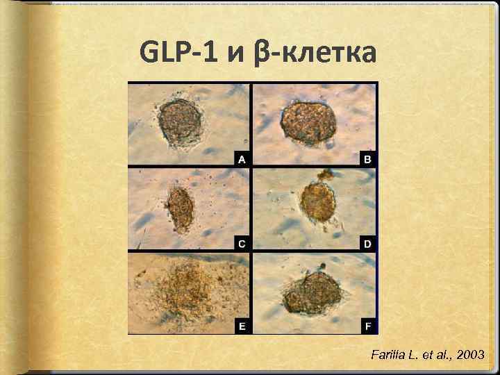 GLP-1 и β-клетка Farilla L. et al. , 2003 